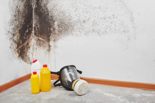 Best Mold Testing and Removal  in Alvin, TX