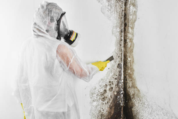 Best Mold Remediation  in Alvin, TX