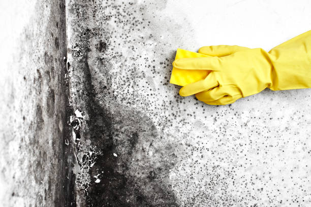 Best Black Mold Removal  in Alvin, TX
