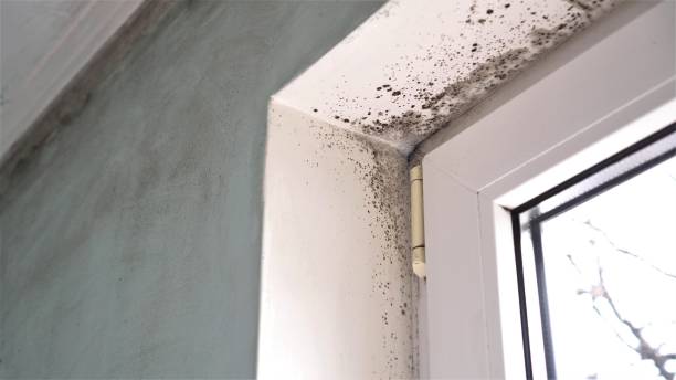 Attic Mold Removal in Alvin, TX