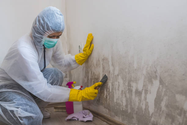 Best Certified Mold Removal  in Alvin, TX