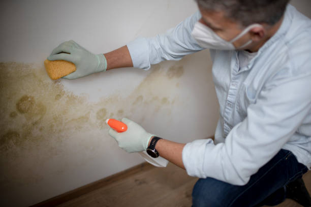 Best Attic Mold Removal  in Alvin, TX