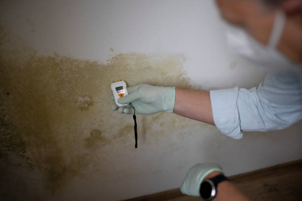 Best Emergency Mold Removal  in Alvin, TX