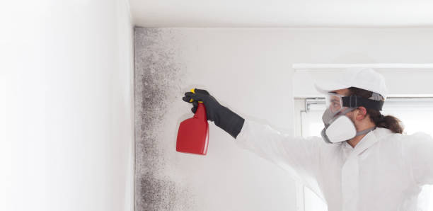 Best Affordable Mold Removal  in Alvin, TX
