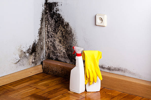 Mold Testing and Removal in Alvin, TX