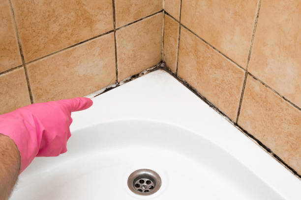 Reliable Alvin, TX Mold Removal Solutions