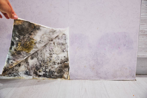 Best Mold Testing  in Alvin, TX
